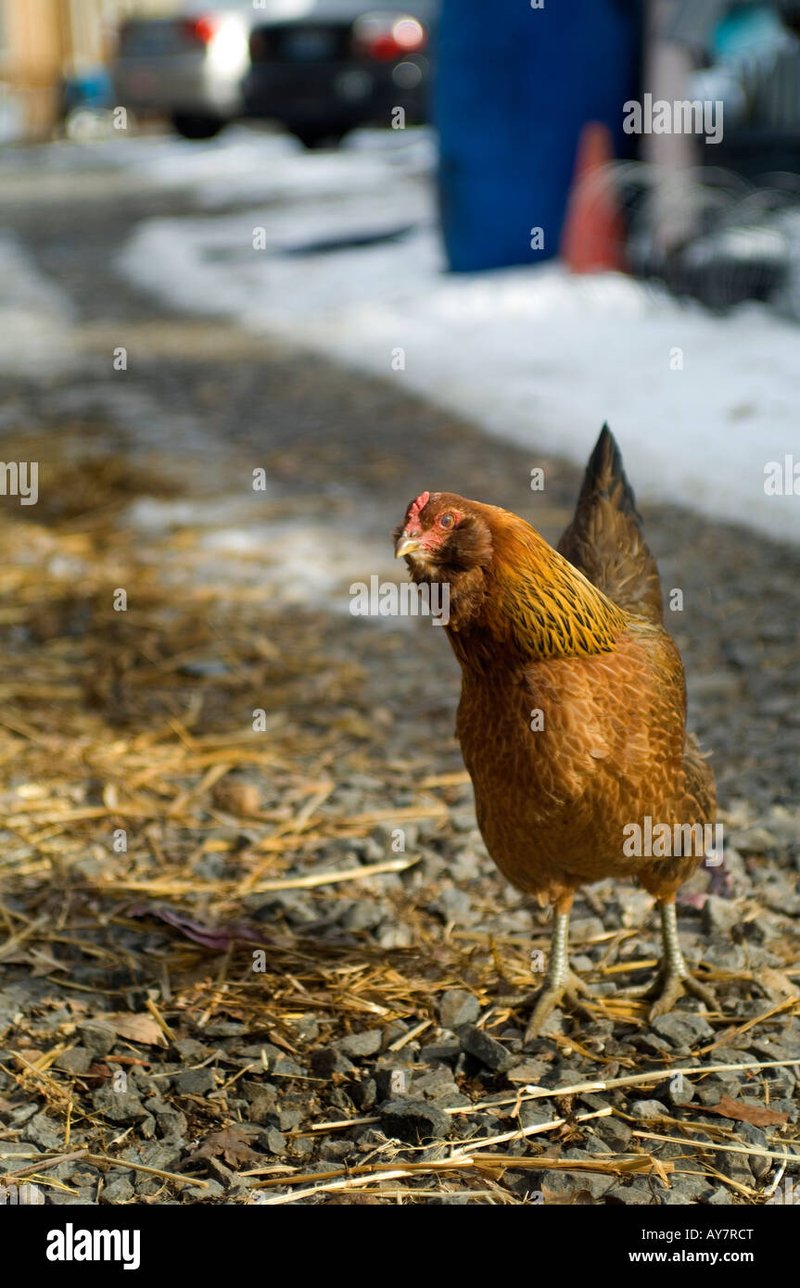 A look at chicken road demo